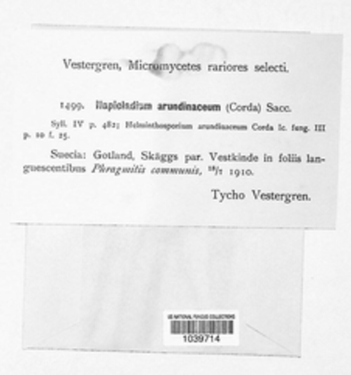 Utrechtiana arundinacea image
